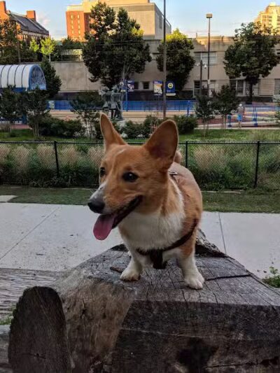 Howard Street Dog Park - Baltimore,