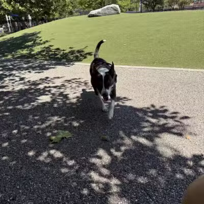 Latrobe Dog Park - Baltimore, MD