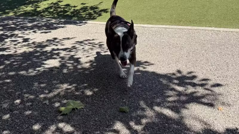 Latrobe Dog Park - Baltimore, MD