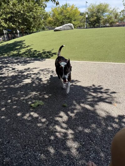 Latrobe Dog Park - Baltimore, MD