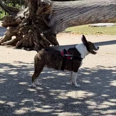 Latrobe Dog Park - Baltimore, MD