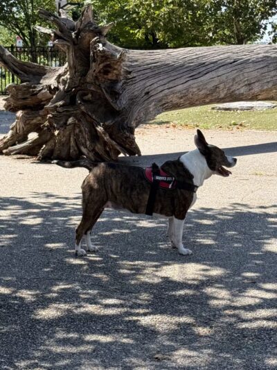 Latrobe Dog Park - Baltimore, MD