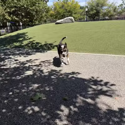 Latrobe Dog Park - Baltimore, MD