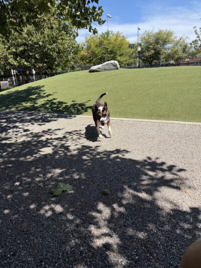 Latrobe Dog Park - Baltimore, MD