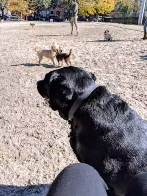 Canton Dog Park - Baltimore, MD