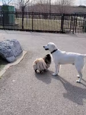 Latrobe Dog Park - Baltimore, MD