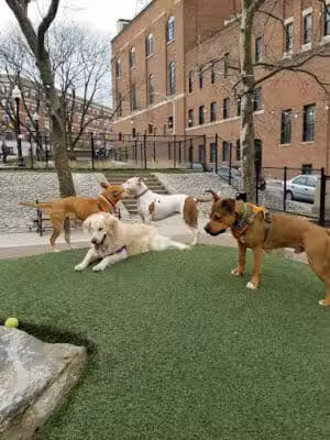 Howard Street Dog Park - Baltimore,