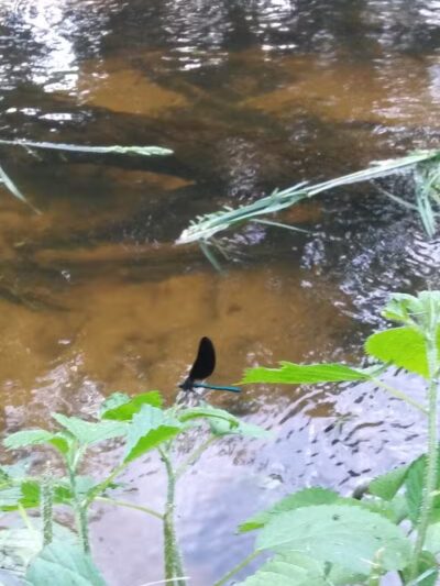 Geeck Rd. County Park - Bancroft, MI