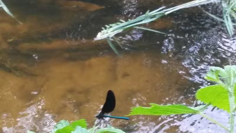 Geeck Rd. County Park - Bancroft, MI