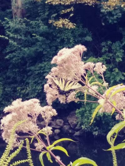 Geeck Rd. County Park - Bancroft, MI