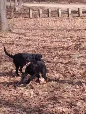 Geeck Rd. County Park - Bancroft, MI