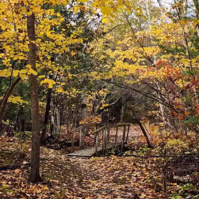 Bangor Dog Park - Bangor,