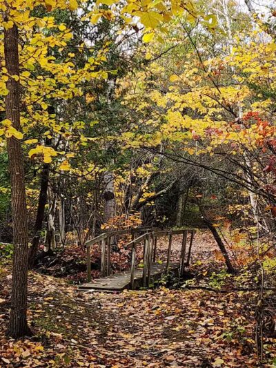 Bangor Dog Park - Bangor,