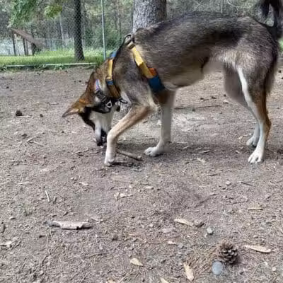 Bangor Dog Park - Bangor,