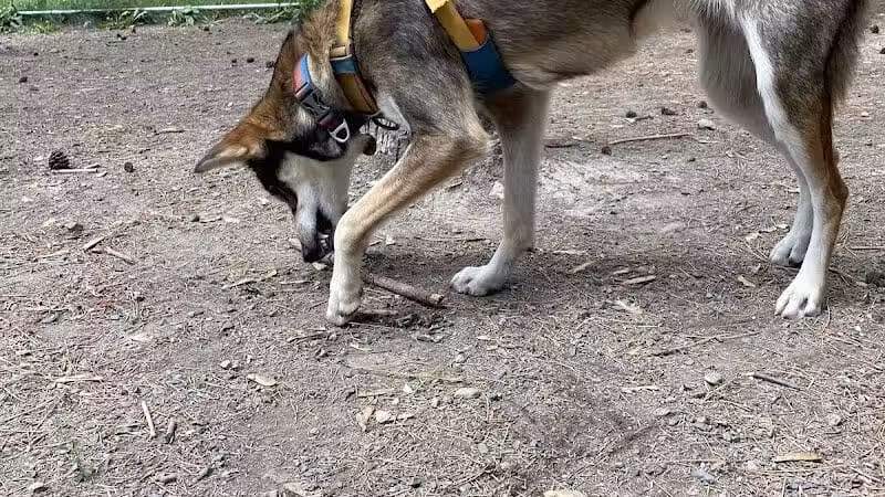 Bangor Dog Park - Bangor,