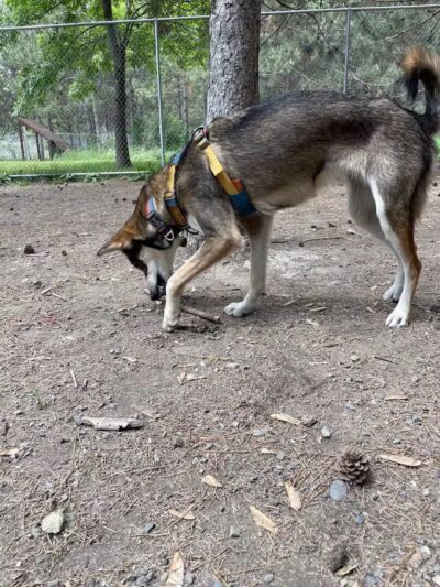 Bangor Dog Park - Bangor,