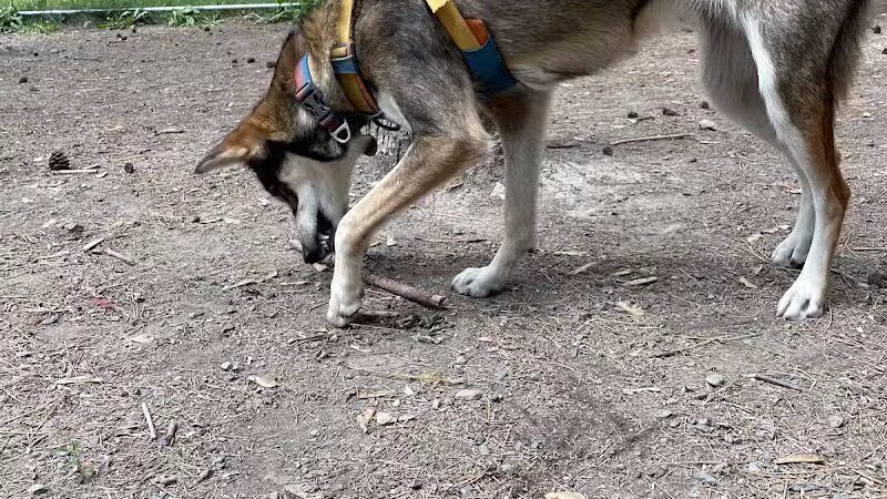 Bangor Dog Park - Bangor,