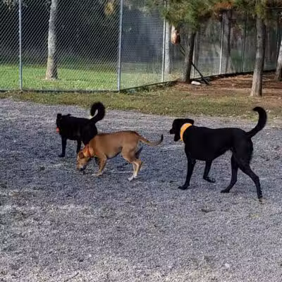 Bangor Dog Park - Bangor,