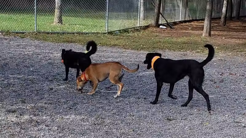 Bangor Dog Park - Bangor,