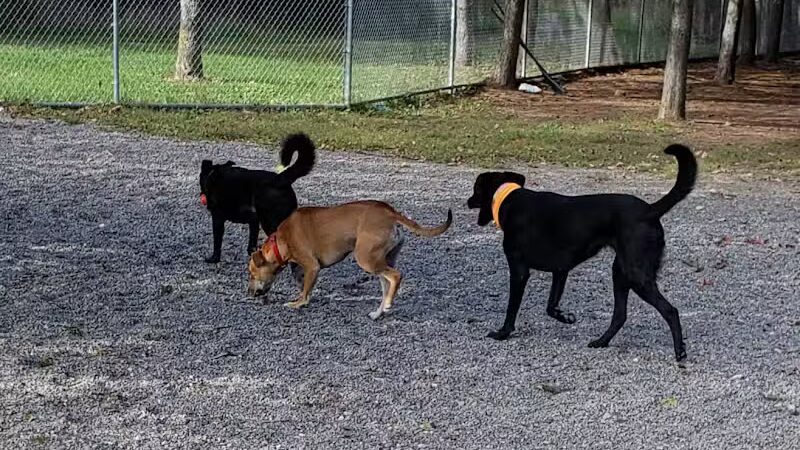 Bangor Dog Park - Bangor,