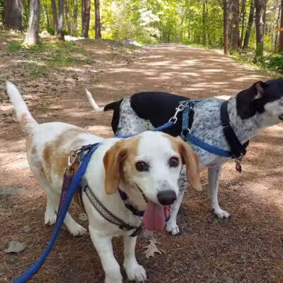Bangor Dog Park - Bangor,