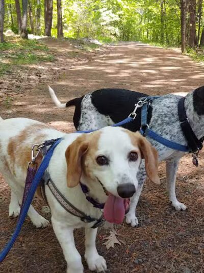 Bangor Dog Park - Bangor,