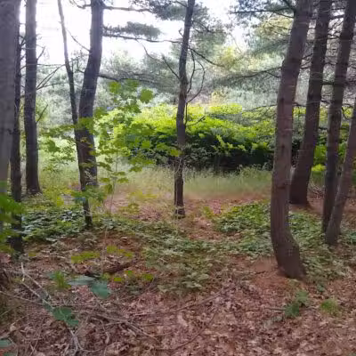 Bangor Dog Park - Bangor,