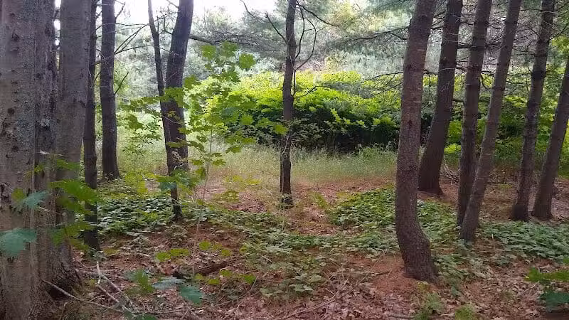 Bangor Dog Park - Bangor,