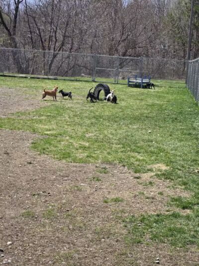 Bangor Dog Park - Bangor,