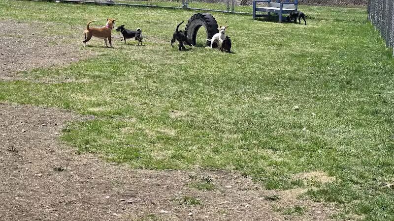 Bangor Dog Park - Bangor,