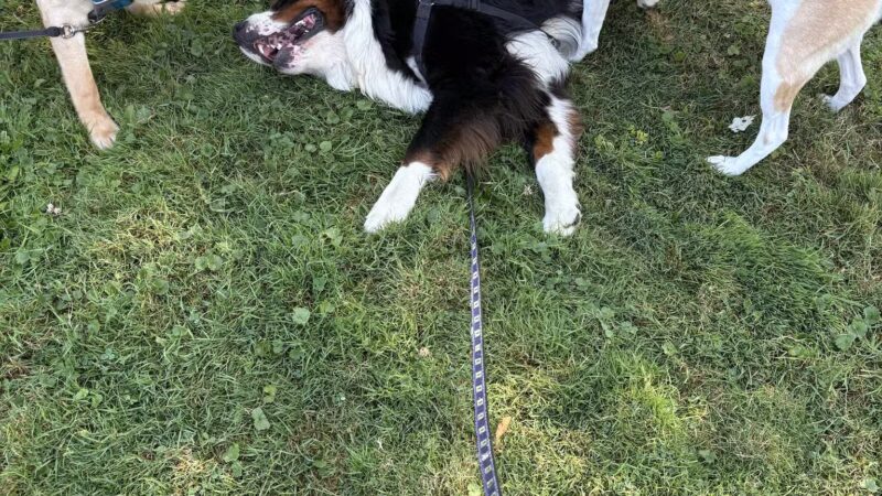 Chapin Park - Bangor, ME