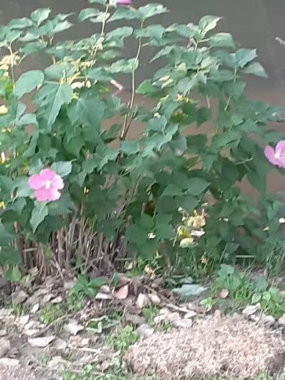 Lions Park - Bangor,