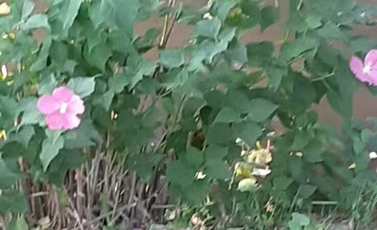 Lions Park - Bangor,