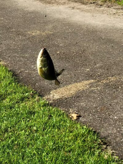 Lions Park - Bangor,