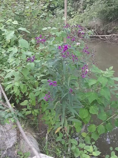 Lions Park - Bangor,