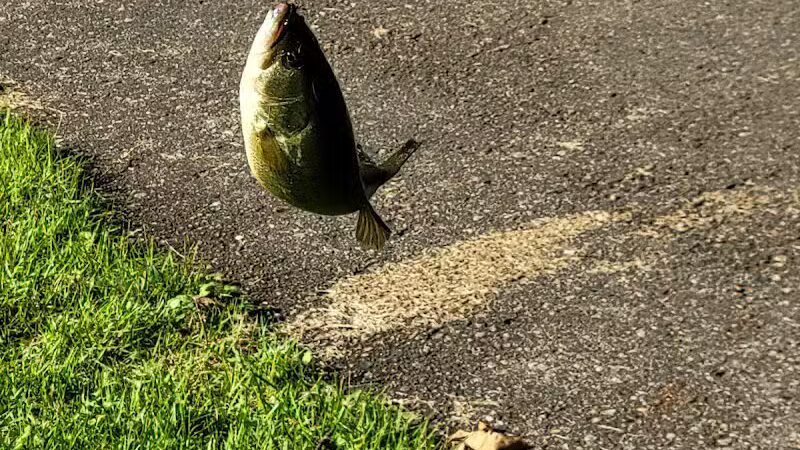 Lions Park - Bangor,