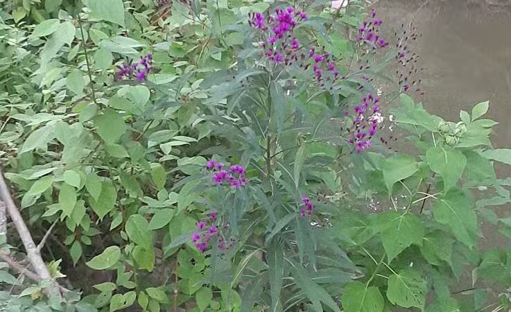 Lions Park - Bangor,