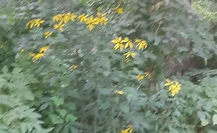 Lions Park - Bangor,