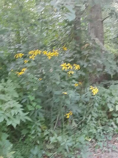 Lions Park - Bangor,