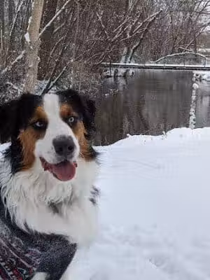 Lions Park - Bangor,