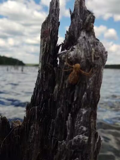 Hardwood impoundment - Bark River,