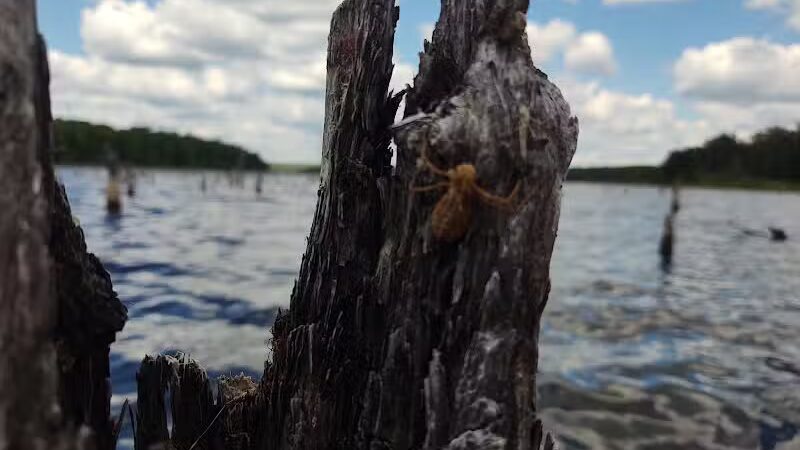 Hardwood impoundment - Bark River,