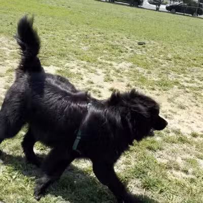 Barnegat Light Dog Park - Barnegat Light, NJ