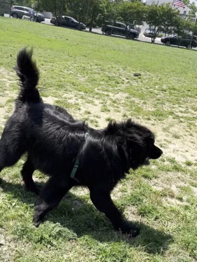 Barnegat Light Dog Park - Barnegat Light, NJ