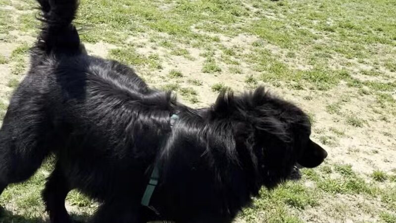 Barnegat Light Dog Park - Barnegat Light, NJ