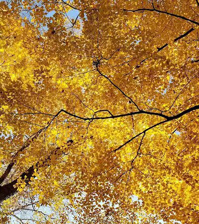 Baroda Township Park - Baroda,