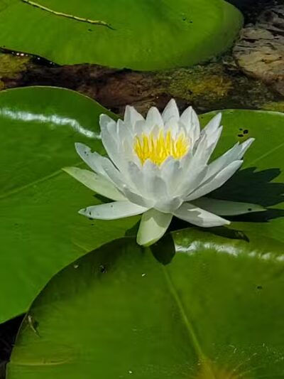 Baroda Township Park - Baroda,