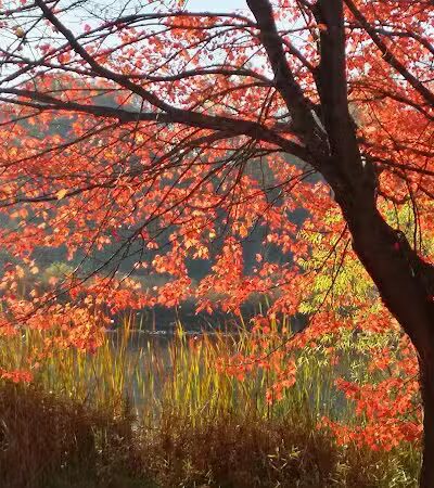 Baroda Township Park - Baroda,