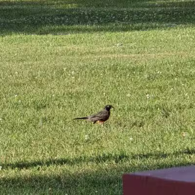 Baroda Village Park - Baroda,