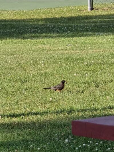 Baroda Village Park - Baroda,